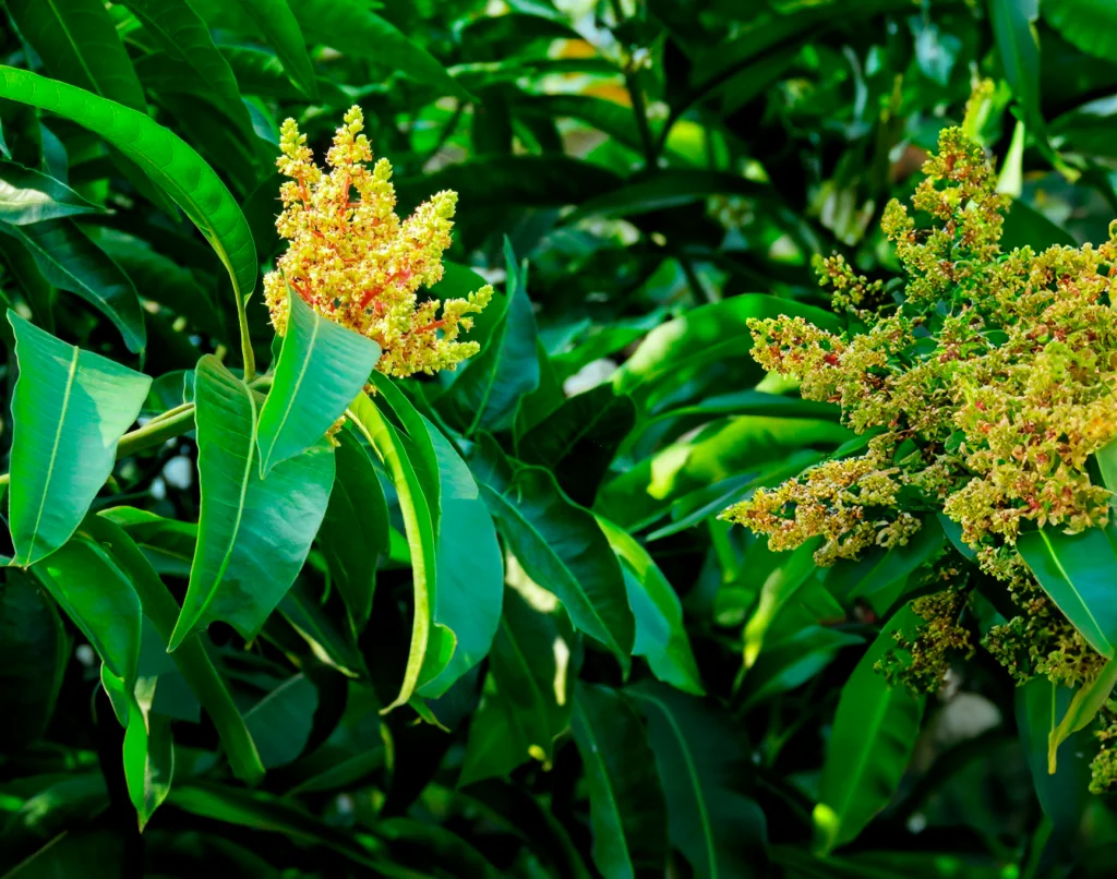 La Inducción Floral en el Cultivo de Mango