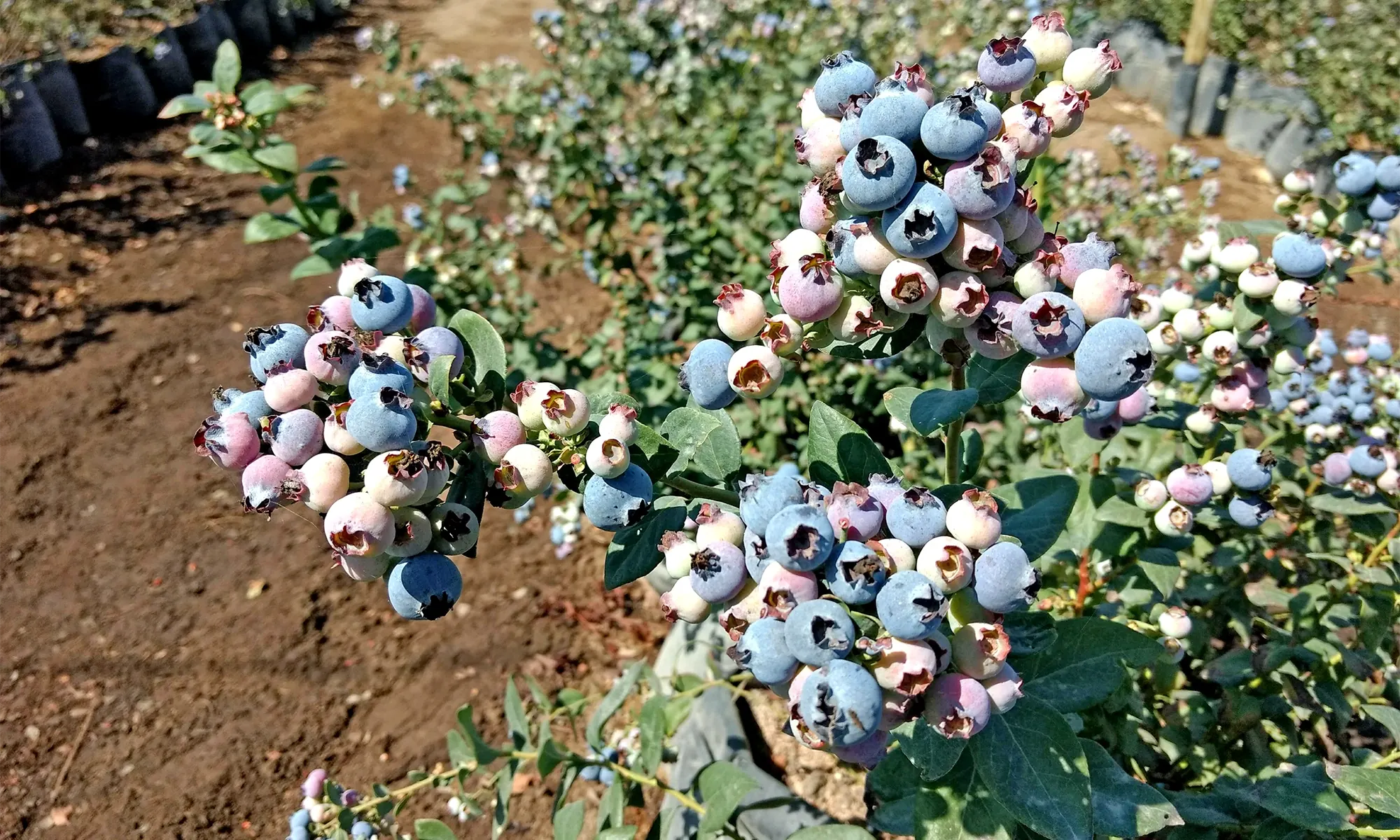 La aplicación de boro mediante fertirriego o fertilización foliar es más efectiva que la aplicación al suelo en arándano alto del norte