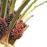 Palma Aceitera